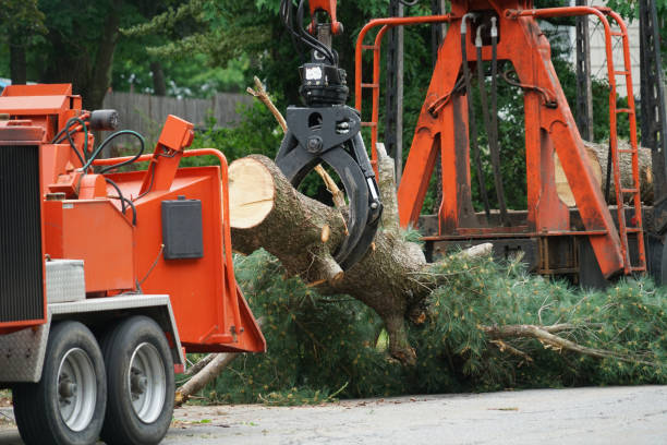 Best Tree Removal  in Garland, TX