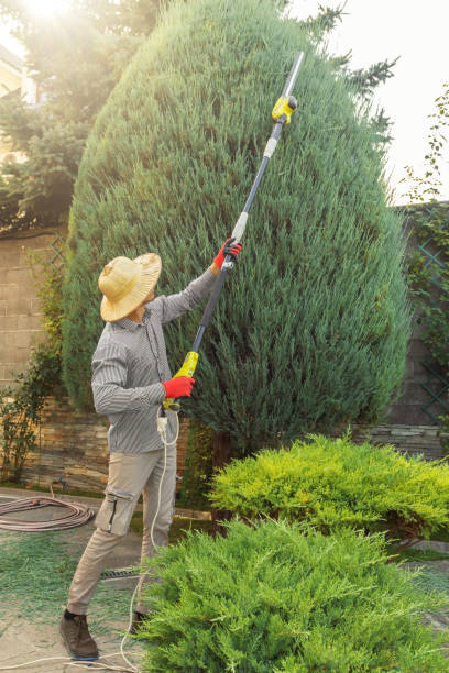 Best Tree Preservation Services  in Garland, TX